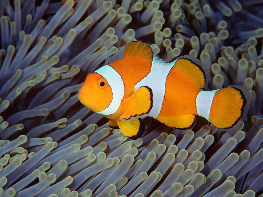 สัตว์ ทะเล มหาสมุทร โลกใต้ทะเล บาหลี ปลา อินโดนีเซีย วอลล์เปเปอร์ HD