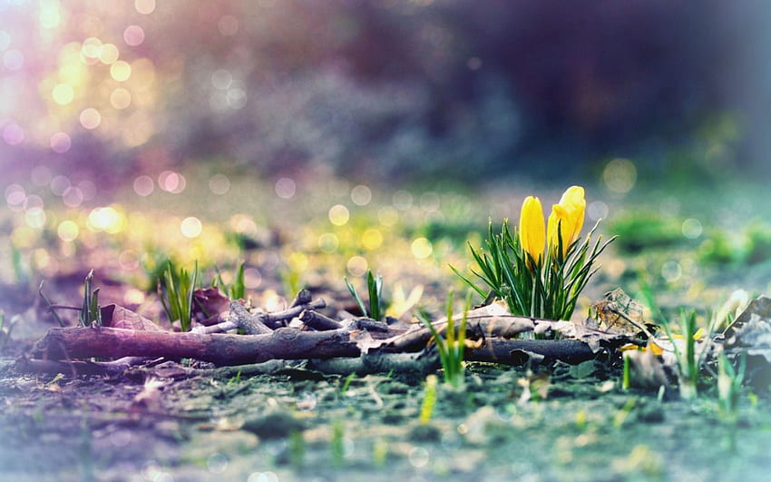 Ранна пролет, ранни пролетни цветя HD тапет