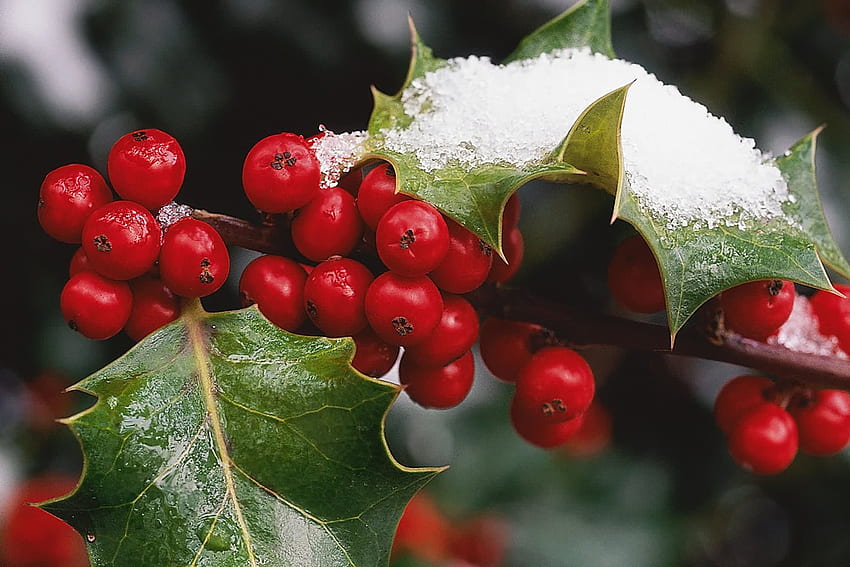 Holly Berries Amb . Red Leaves Winter . Berries, Christmas Holly HD wallpaper