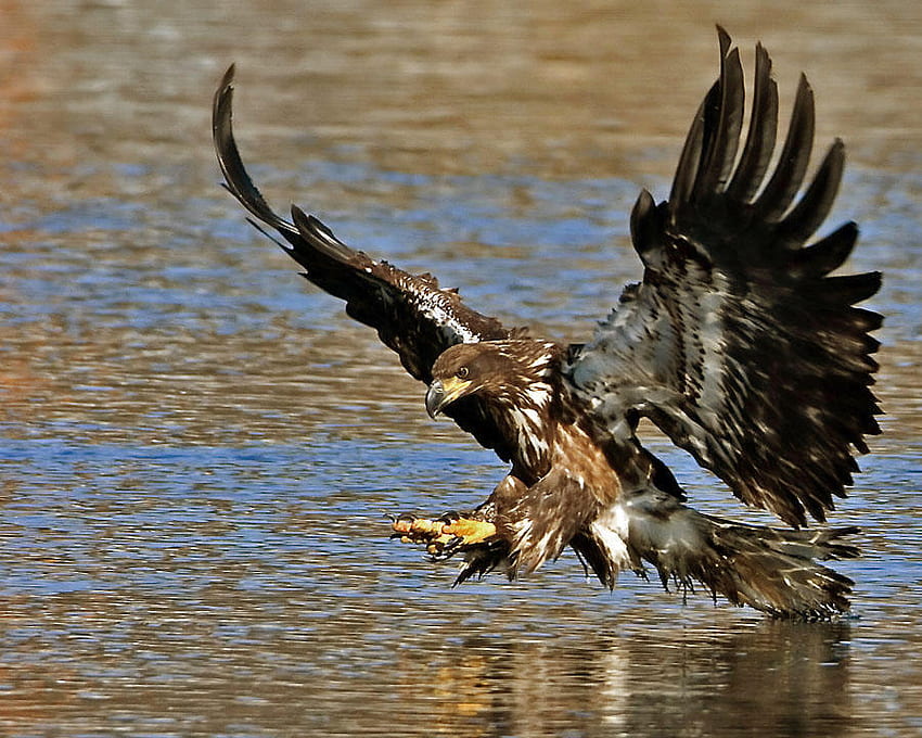 eagle, nature, water, fishing HD wallpaper