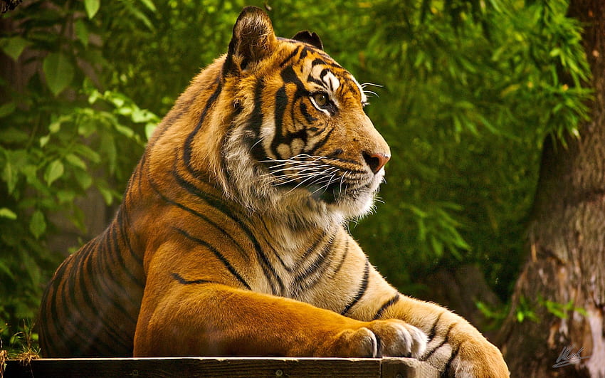 Animals, To Lie Down, Lie, Striped, Big Cat, Amur Tiger HD wallpaper