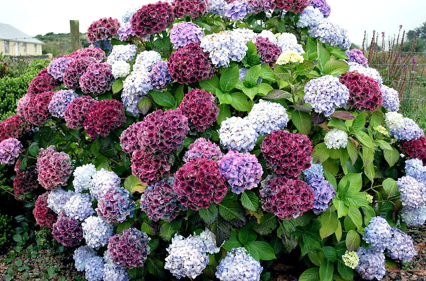 Flowers, Bush, Multicolored, Motley, Hydrangea, Handsomely, It's Beautiful HD wallpaper