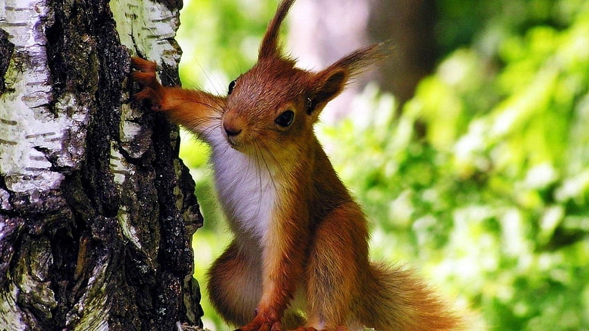 Animals, Squirrel, Wood, Tree, Animal, Climb HD wallpaper