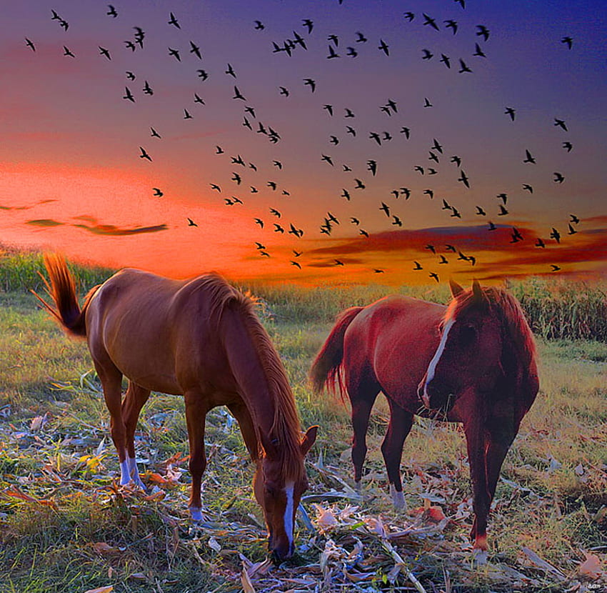 dom, horses, birds, coral sky, pair, flight, sunset, grazing HD wallpaper