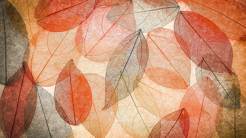 잎, 매크로, 정맥, 마른 잎, 예술 HD 월페이퍼