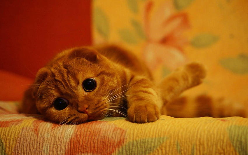 Sad Cat, Sad Cute Cats HD wallpaper