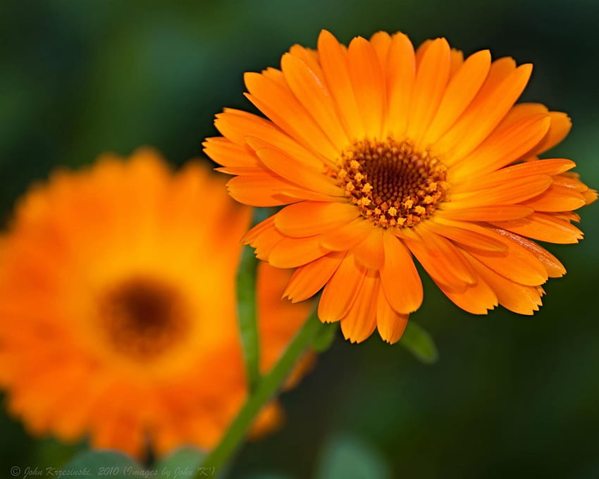 Orange, frangrance, stem, petals, nature, flowers HD wallpaper