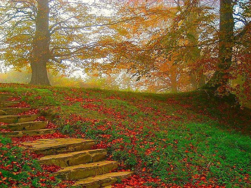 Selva de Irati, Blätter, Treppen HD-Hintergrundbild