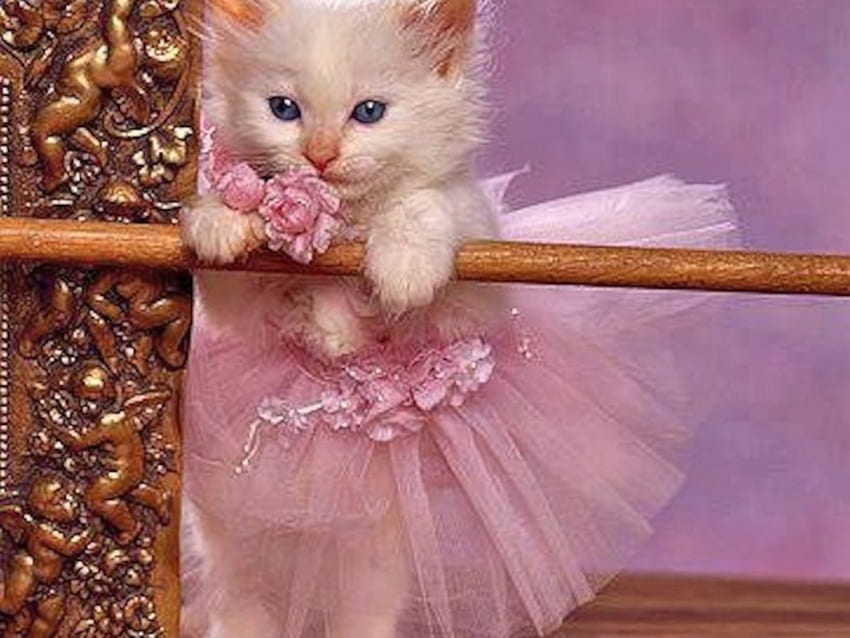 Putri dalam Warna Merah Muda, binatang, anak kucing, merah muda, kucing Wallpaper HD
