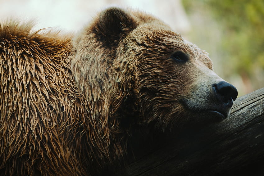 Bear, animal, fur, claw HD wallpaper