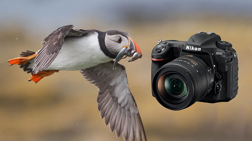 Review Nikon D500: Di Tangan Seorang Grapher Satwa Liar Wallpaper HD