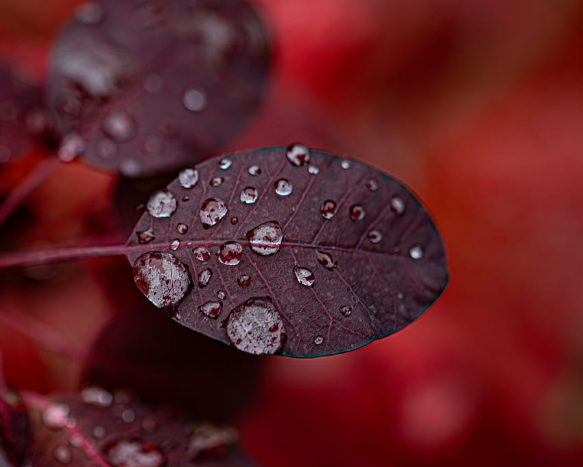 Water, Drops, Plant, Macro, Leaflet HD wallpaper