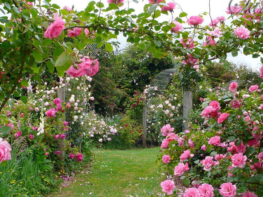 розова градина, роза, градина, цветя, арх HD тапет