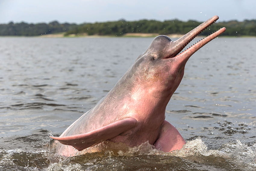 Delfin z Amazonki, różowy delfin Tapeta HD