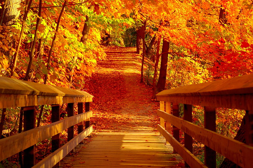 Golden autumn, walk, serenity, fiery, quiet, season, trees, autumn, calm, golden, september, path, fall, falling, october, leaves, bridge, nature, forest, foliage HD wallpaper