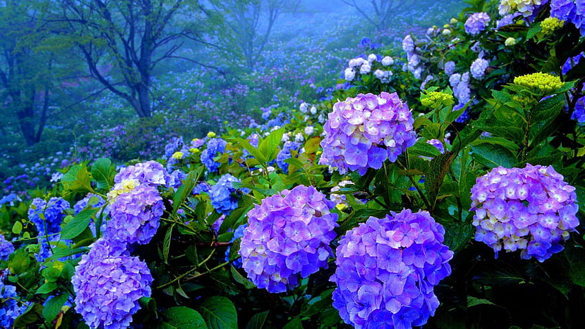 Hydrangea, Purple Hydrangea HD wallpaper