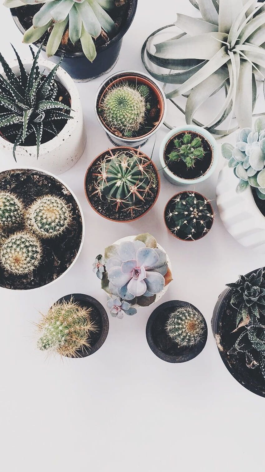 hollywallace14. Plant aesthetic, Cacti and succulents,, Cute Aesthetic Succulent HD phone wallpaper
