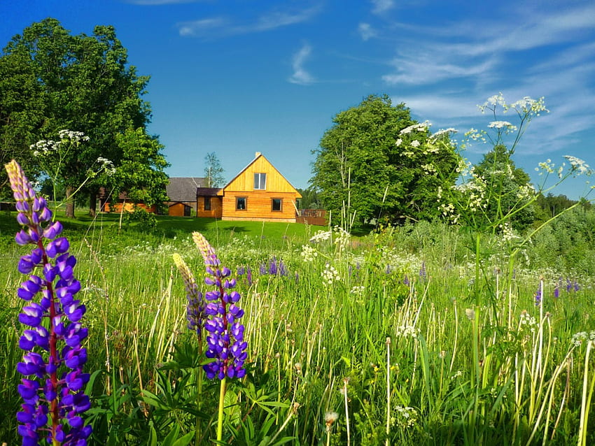 Musim panas di pedesaan, biru, penuh warna, damai, ketenangan, bagus, pohon, tanaman hijau, tenang, rumah, padang rumput, indah, rumput, kabin, cantik, lapangan, hijau, lupin, awan, alam, langit, bunga, pondok, indah, pedesaan Wallpaper HD