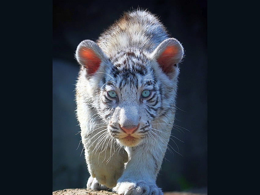 White Tiger Cub, white, tiger, cub, , cool HD wallpaper