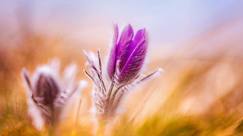 Pasque Flowers In The Wind, purple, spring, petals, blossoms HD wallpaper
