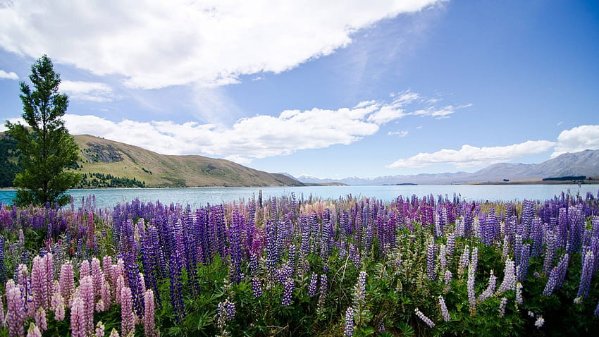 With Flowers Lupins Lake Tekapo New Zealand, New Zealand Spring HD wallpaper