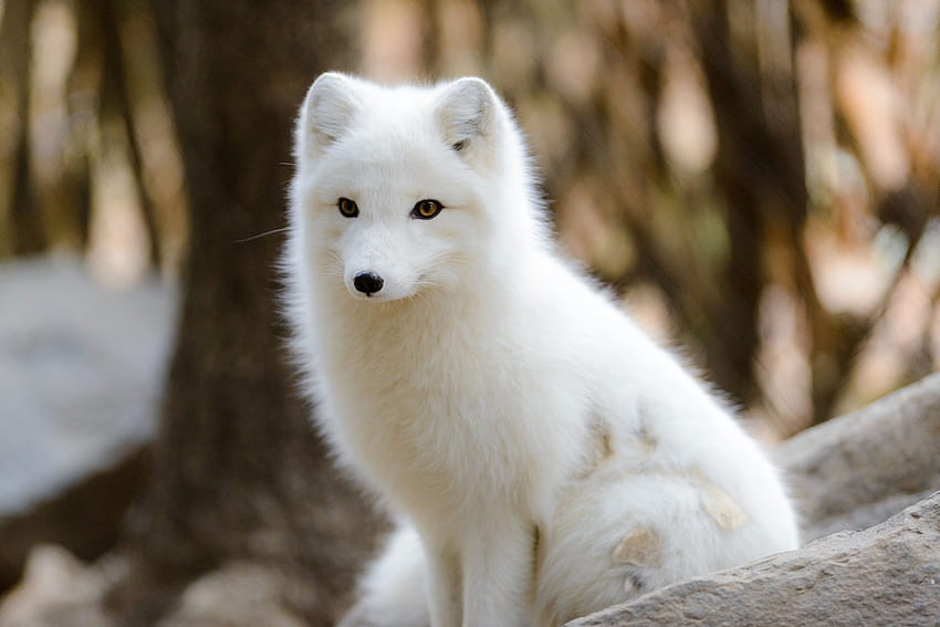 de chien blanc à poil long, renard arctique • For You For & Mobile, mignon renard blanc Fond d'écran HD