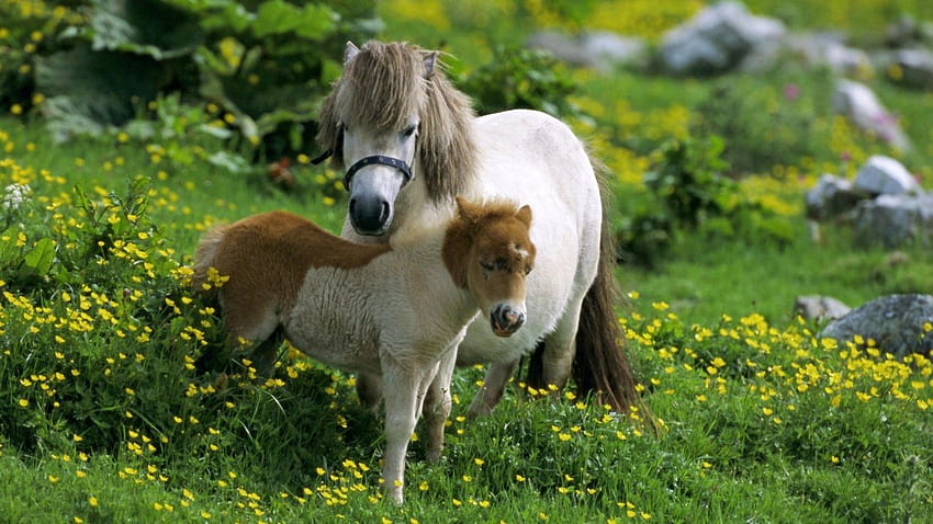 Beauty cute amazing animal Shetland Pony Horse in Farm HD wallpaper