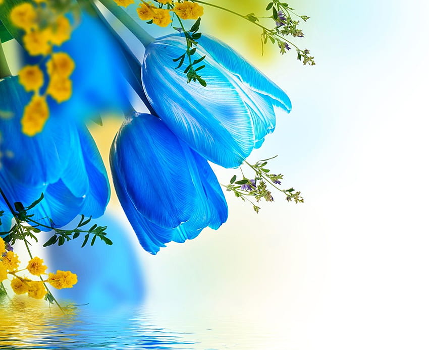 Primer plano de flores de color azul claro de tulipanes azules fondo de pantalla