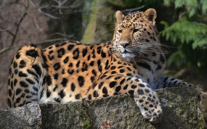 Animali, Leopardo, Bugia, Sdraiarsi, Predatore, Grande Felino Sfondo HD