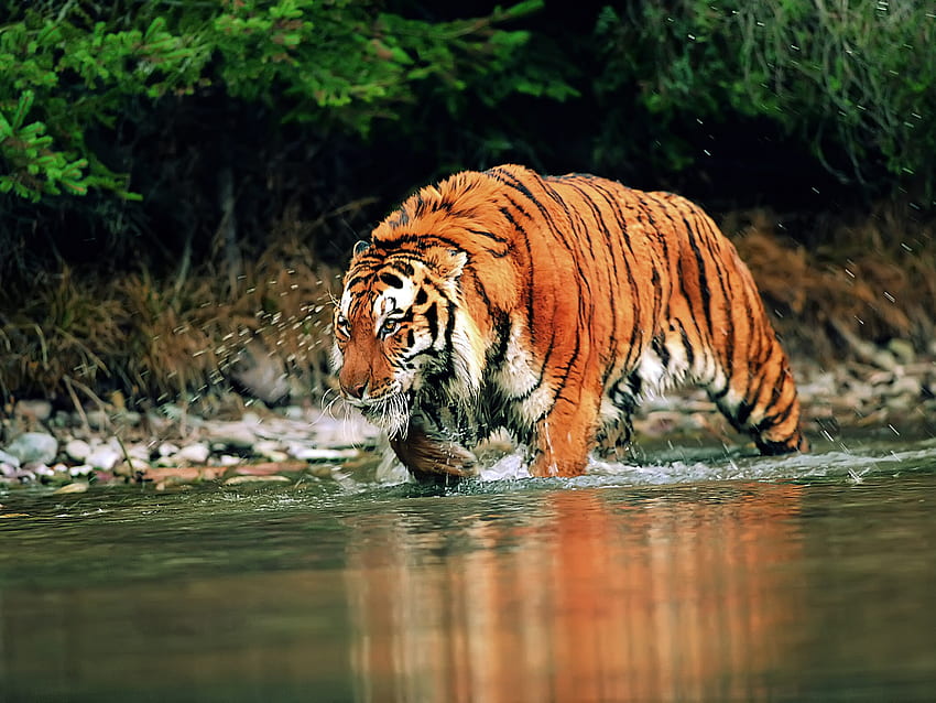Tiger, force, animals, nature, water HD wallpaper
