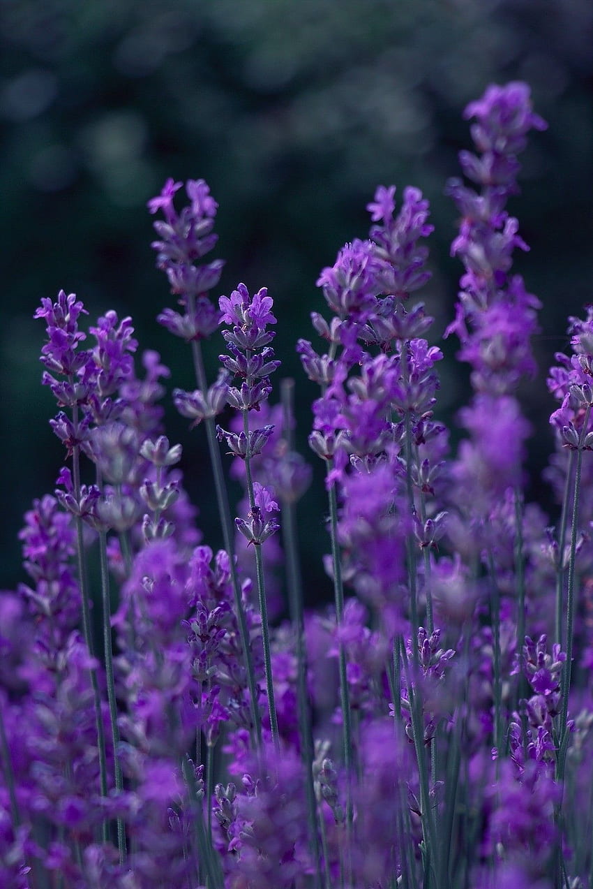 107월2019수요일 - 당신은 유일한 사람이 아닙니다 - Wonderful flowers, Beautiful nature, Lavender flowers, Lavender and Green HD 전화 배경 화면