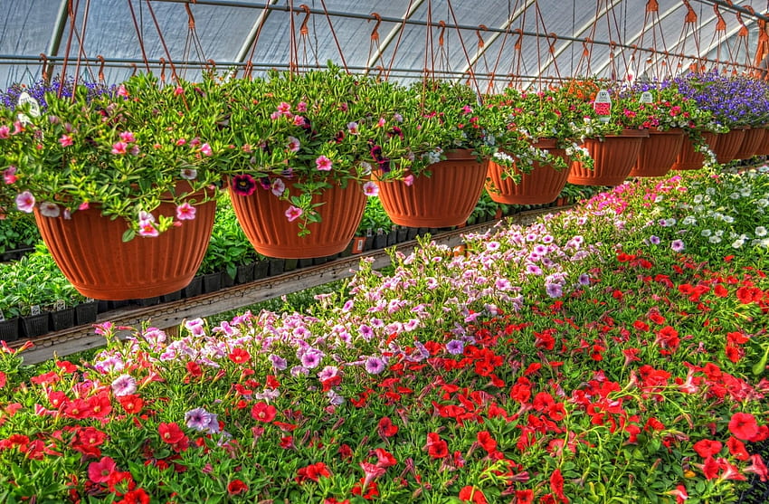 Flowers, Lot, Pots, Plant Pot, Petunia, Greenhouse, Calichobria, Calihobroya HD wallpaper