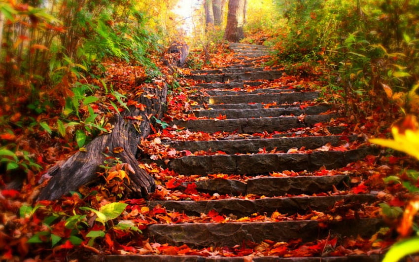 Few steps, autumn, ladder, leaves, plants HD wallpaper
