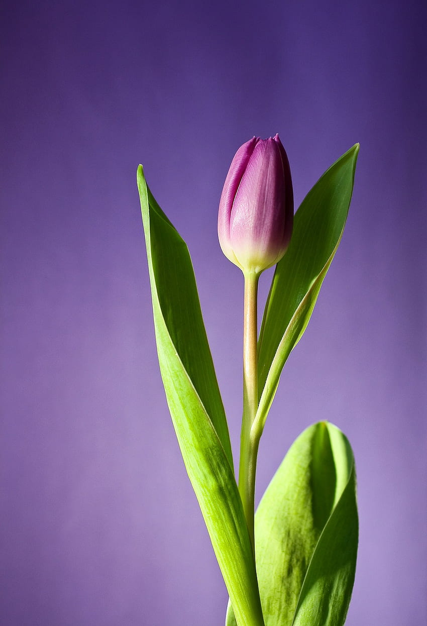 Tulip Purple Flower - Mobile Phone full HD phone wallpaper