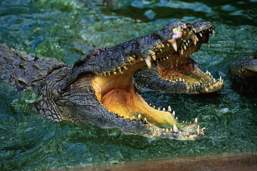 Zwierzęta, woda, uśmiech, kaganiec, drapieżnik, krokodyl Tapeta HD