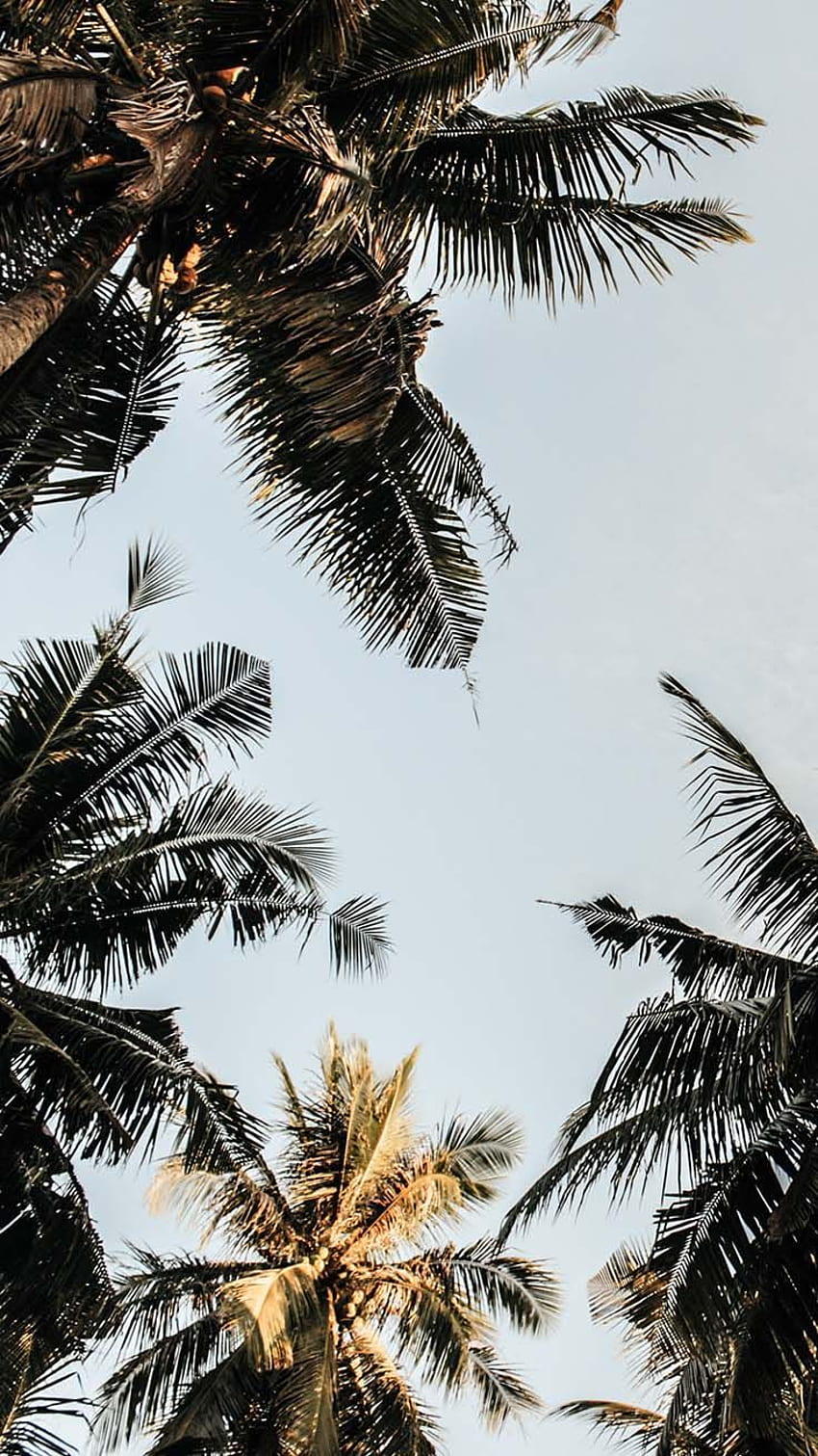 Let's go Coconuts! Enjoy 10 Tropical iPhone !. Tree, Aesthetic Palm Tree HD phone  wallpaper | Pxfuel