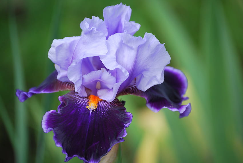 Iris, Blume, Makro, Blütenblätter HD-Hintergrundbild