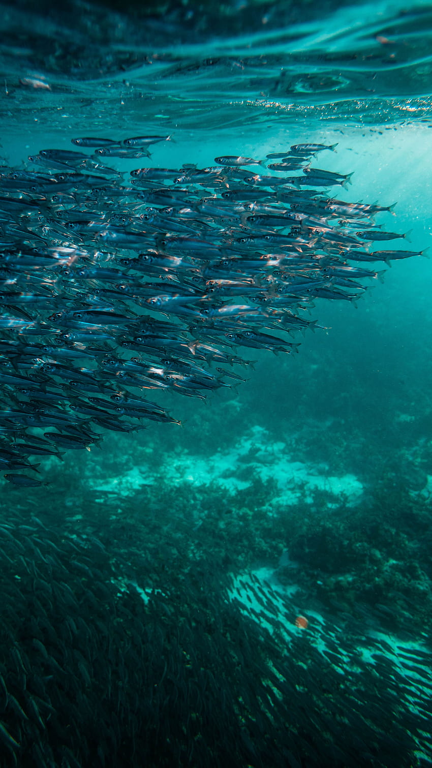Zwierzęta, ryby, pływanie, ocean, podwodny świat Tapeta na telefon HD