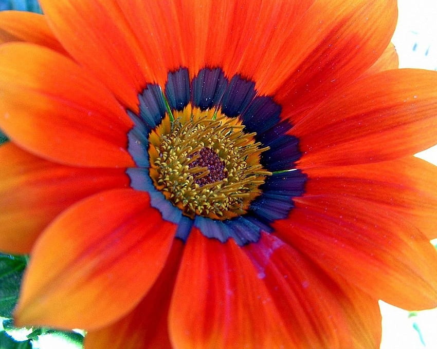 Orange Flower, flowers, orange, close up, petals HD wallpaper