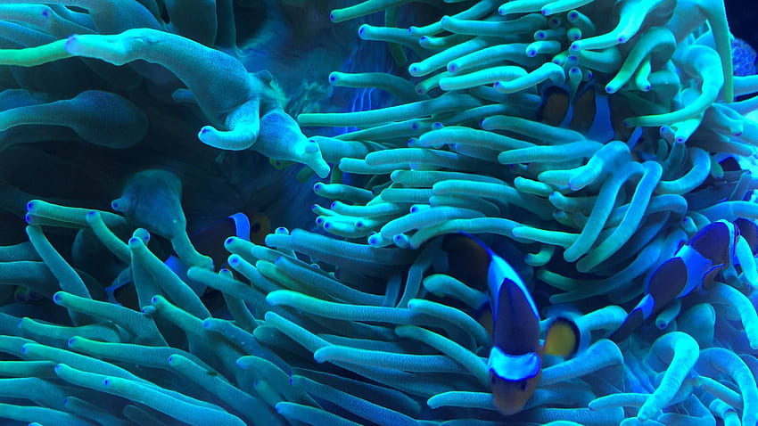 Sea Anemone 42009, Biology HD wallpaper