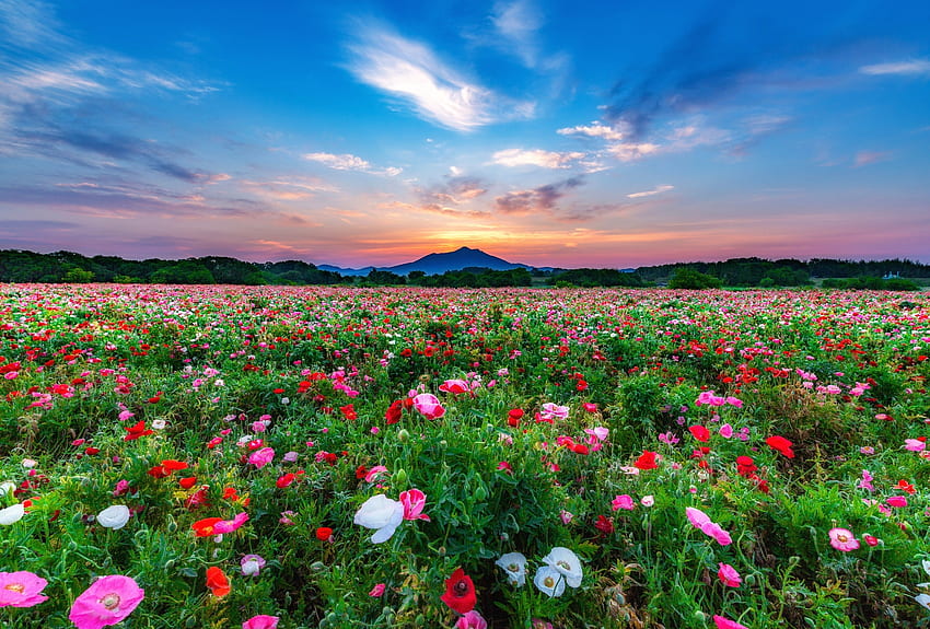 Flower Field, Nature, mountain, clouds, trees, Field, flowers, Sun, sky,  Flower, sunset HD wallpaper | Pxfuel