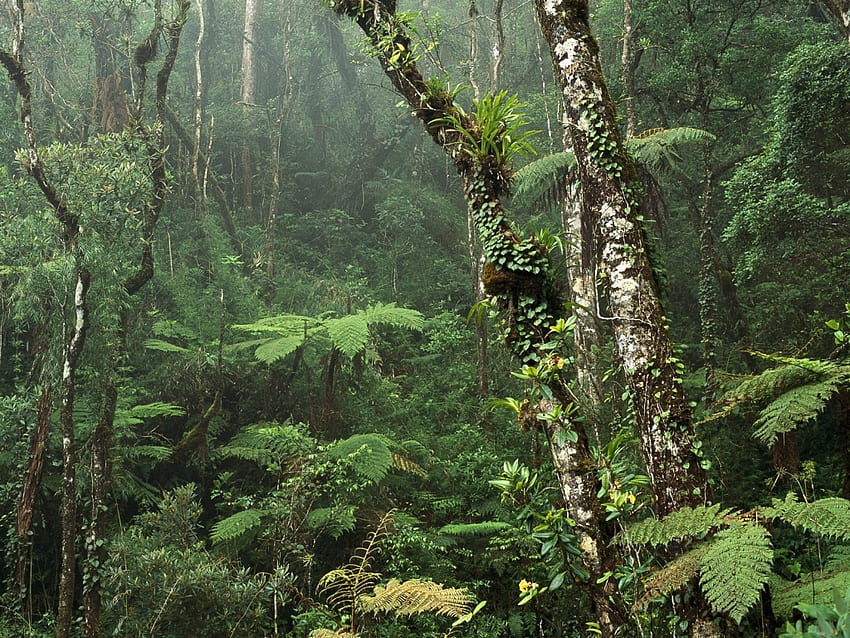 山地の熱帯雨林、熱帯雨林 高画質の壁紙