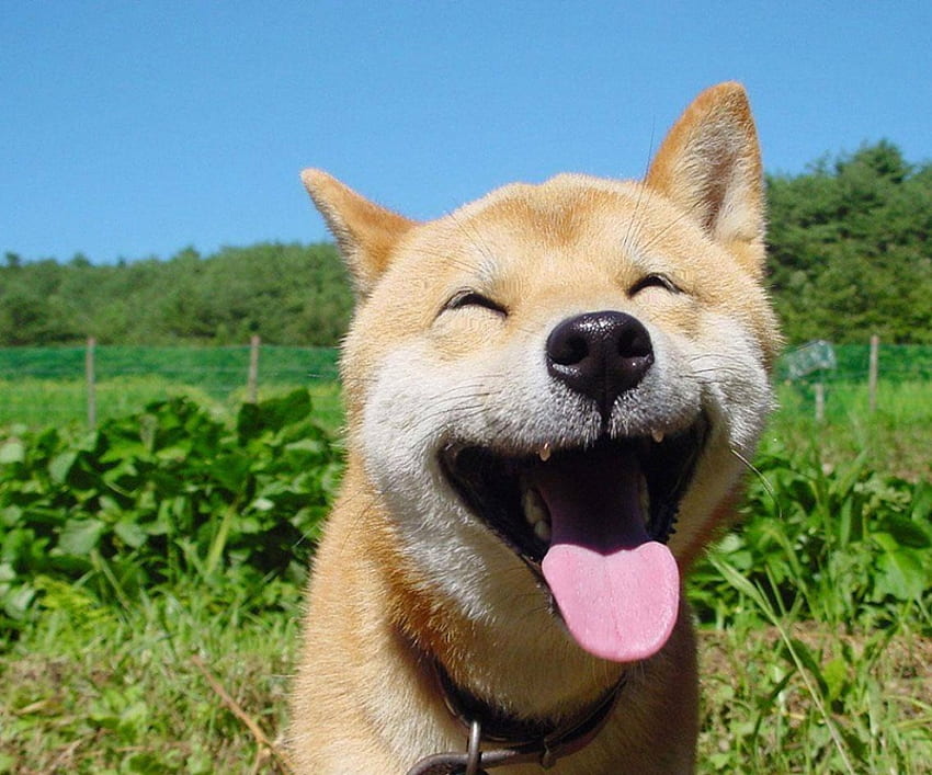 Cachorro sorridente!, cachorro, sorrindo, campo, verde, árvores, fofo, engraçado, língua papel de parede HD