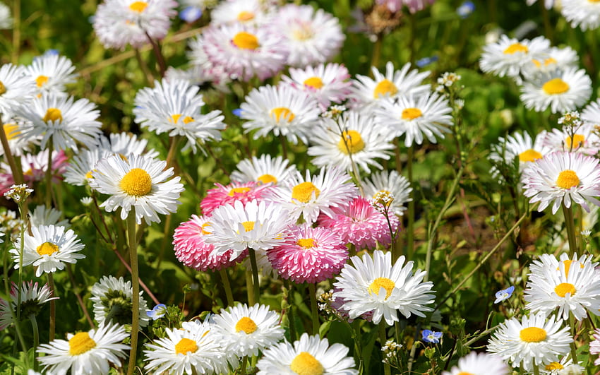 Common Daisies, pink, white, nature, flowers, daisies HD wallpaper
