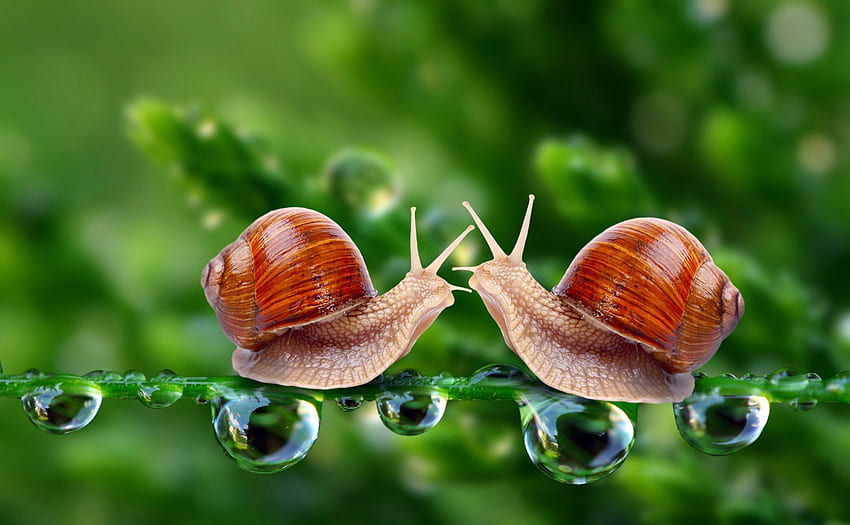 Snails in Love, love, snails, in love, snail in love, snail, macro HD wallpaper