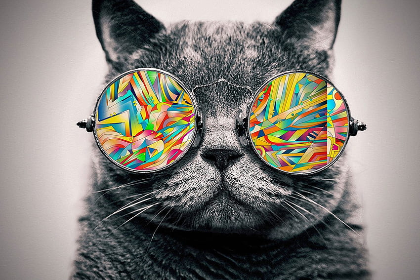 A Trippy Cat Background I did on my own. I hope it came out pretty good. Cat glasses, Galaxy cat, Cat sunglasses, Swag Cat HD wallpaper