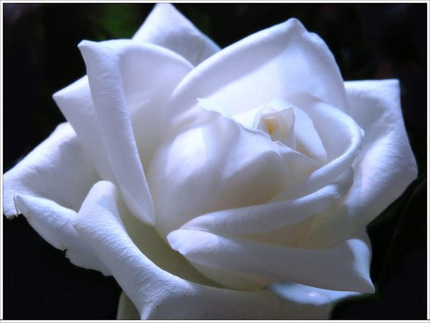 Serenade cahaya bulan, putih, tanaman, lembut, bagus, mawar, halus, cantik, kelopak bunga, kuncup, alam, bunga, indah Wallpaper HD