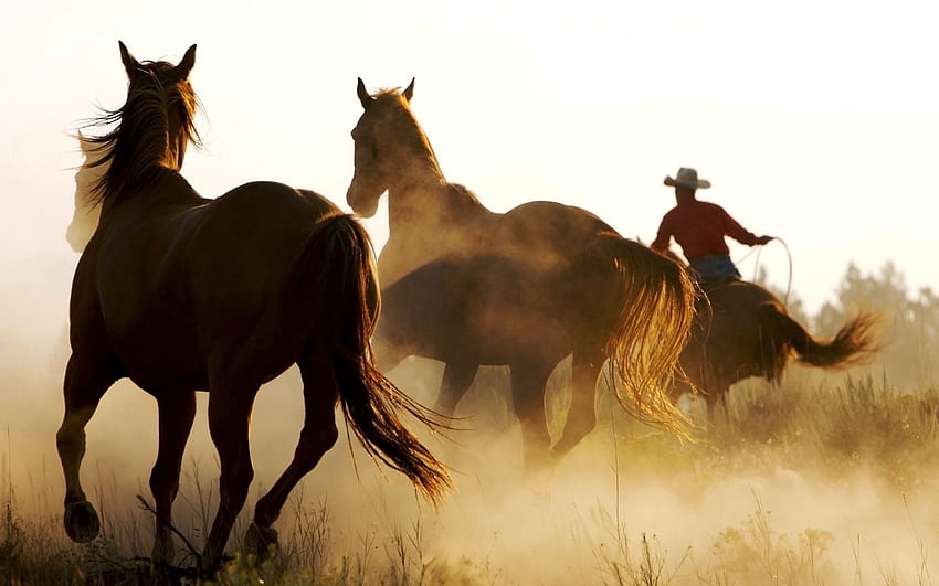 Tiere, Pferde, Staub, Herde, Laufen, Laufen HD-Hintergrundbild