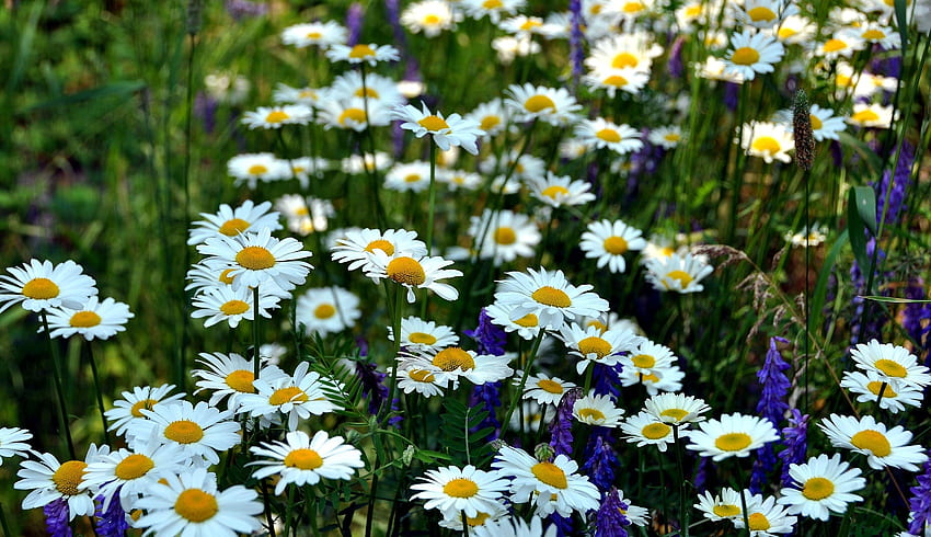 ดอกไม้ หญ้า ฤดูร้อน ดอกคาโมไมล์ เบลอ สมูท สีเขียว โพลีอานา ทุ่งโล่ง วอลล์เปเปอร์ HD