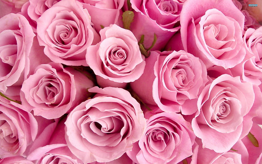 Pretty in Pink, pink, bunga, mawar, cantik Wallpaper HD